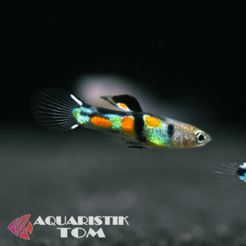 Endler Guppy Männchen El Tigre, Poecilia wingei